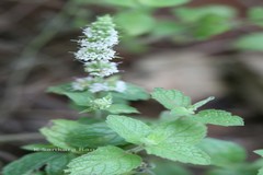 Mentha spicata